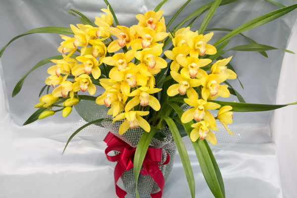 cymbidium