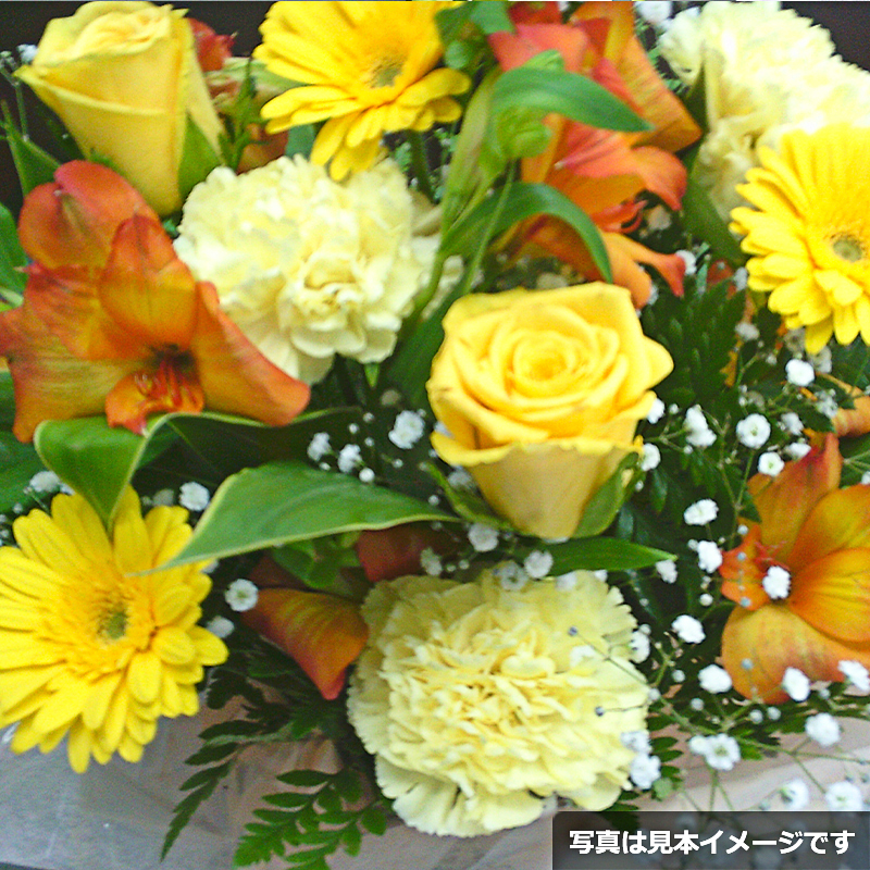 chichinohi-arrange3300